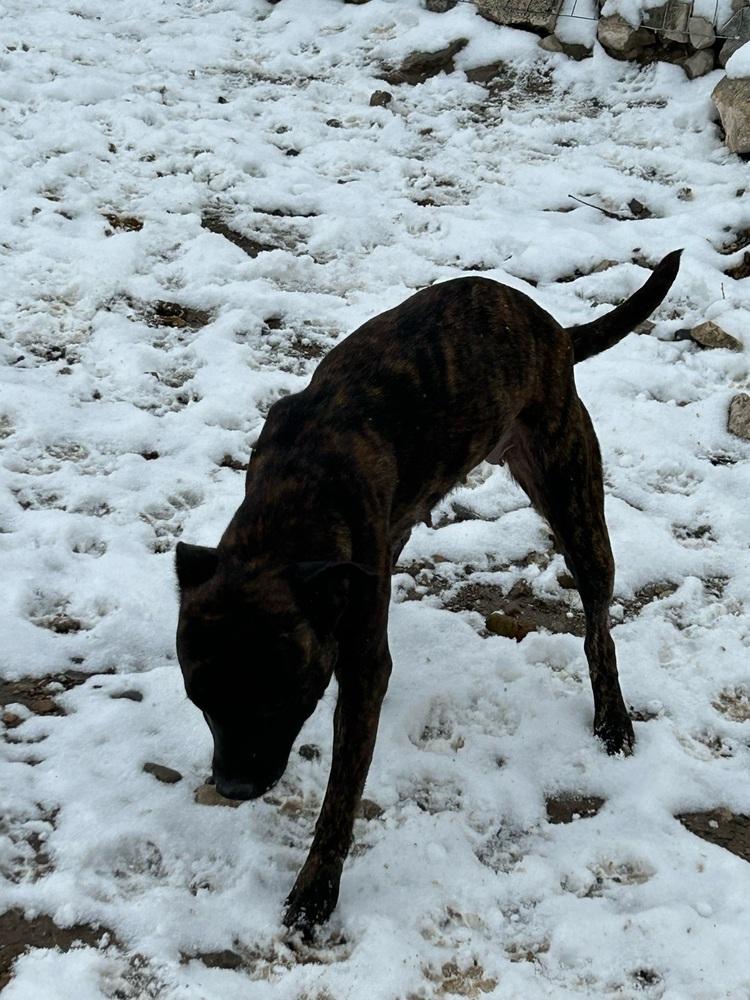 Enlarge Nala, a Adoptable mixed breed in Herriman, UT image 6/6