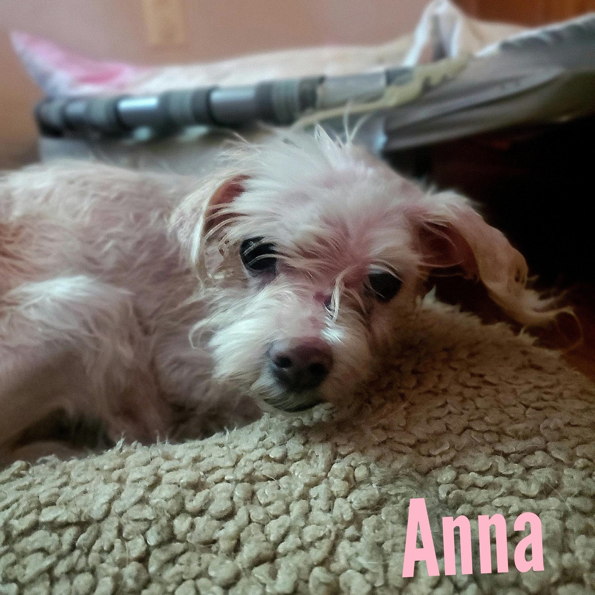 Anna - COMING SOON, Adoptable, Senior Female Maltese.