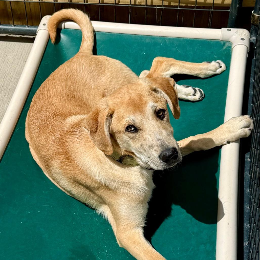 Waylon, a Adoptable Mixed Breed in Oxford, ME image 1/5