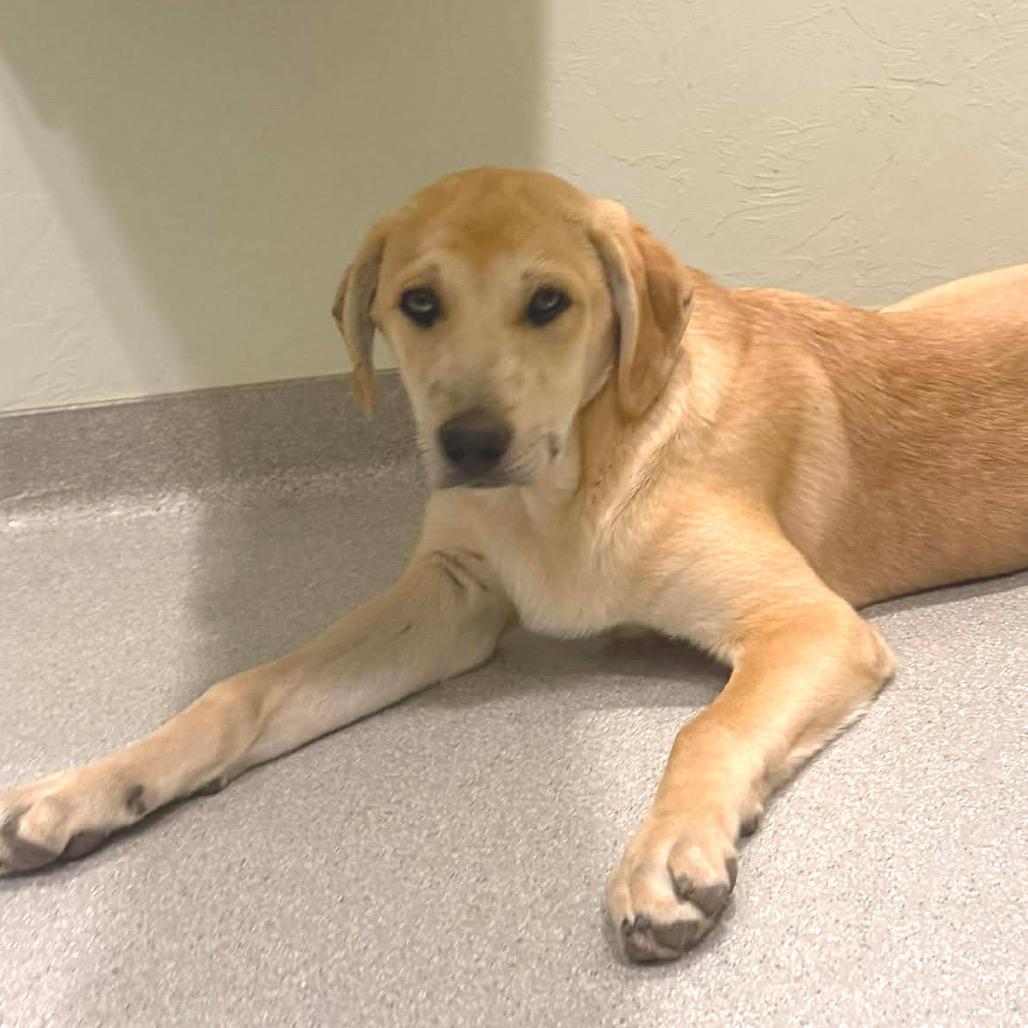 Waylon, a Adoptable Mixed Breed in Oxford, ME image 2/5