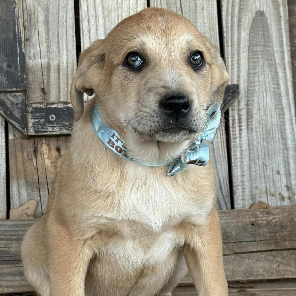 Waylon, a Adoptable Mixed Breed in Oxford, ME image 3/5