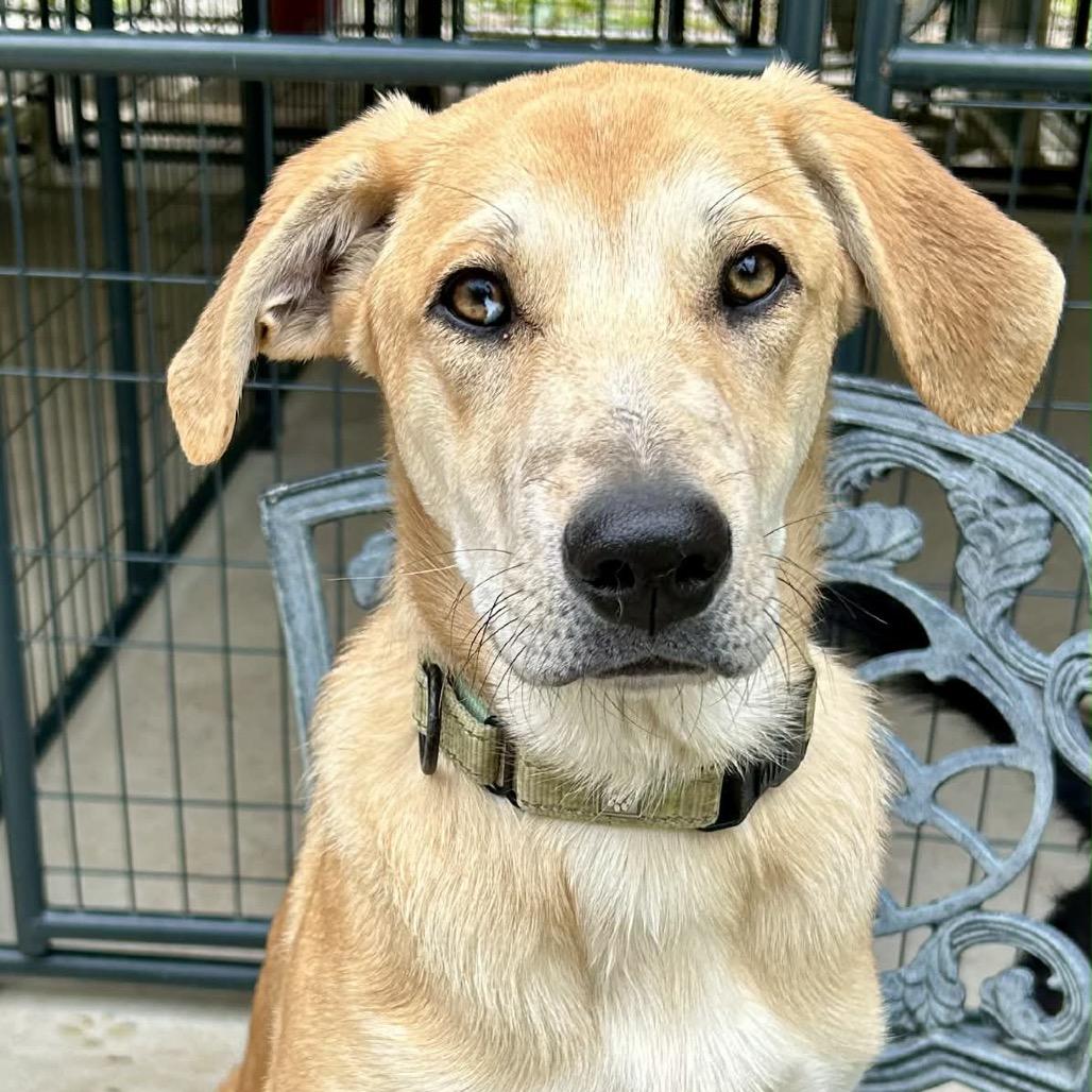 Waylon, a Adoptable Mixed Breed in Oxford, ME image 3/5
