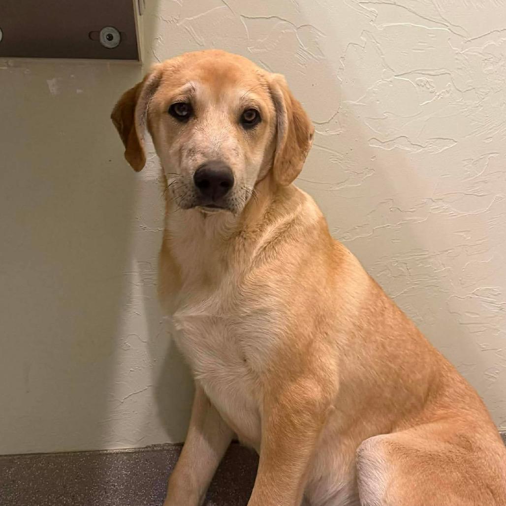 Waylon, a Adoptable Mixed Breed in Oxford, ME image 4/5