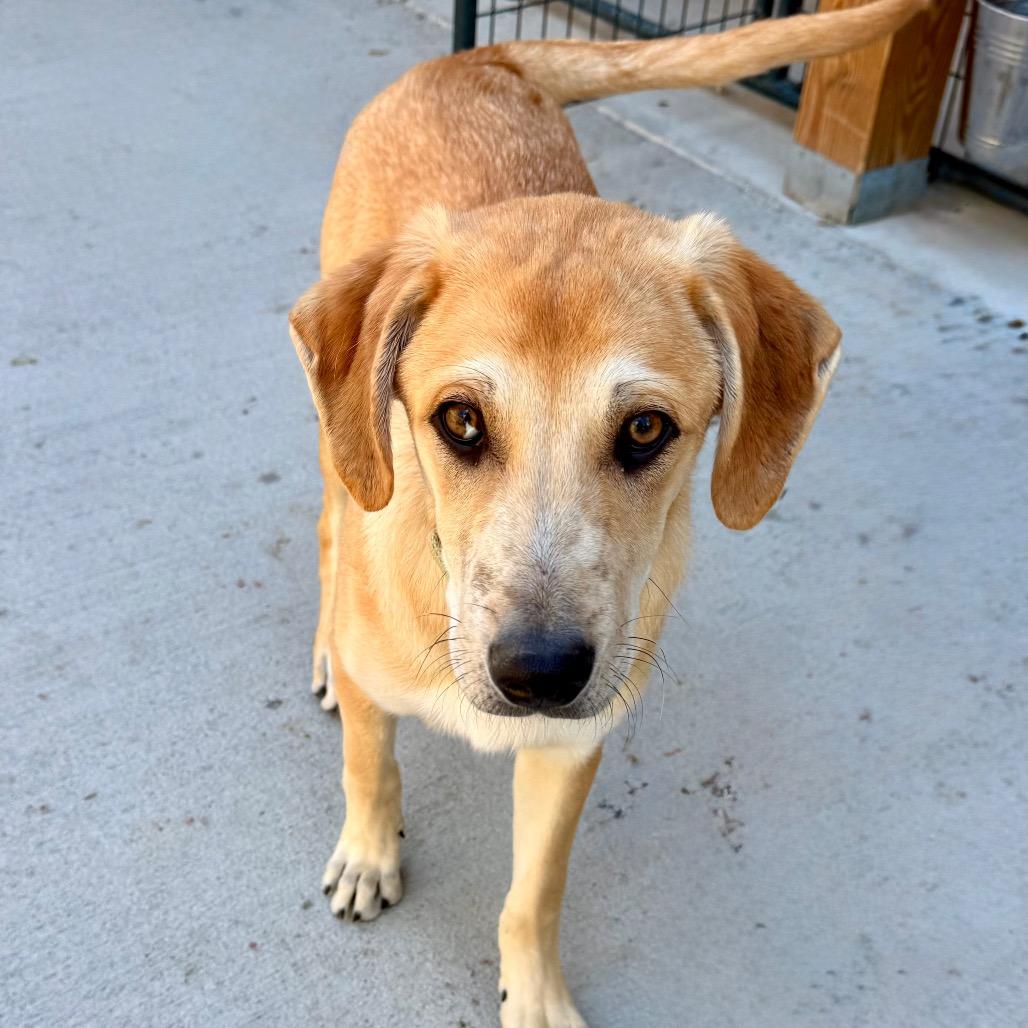 Waylon, a Adoptable Mixed Breed in Oxford, ME image 5/5
