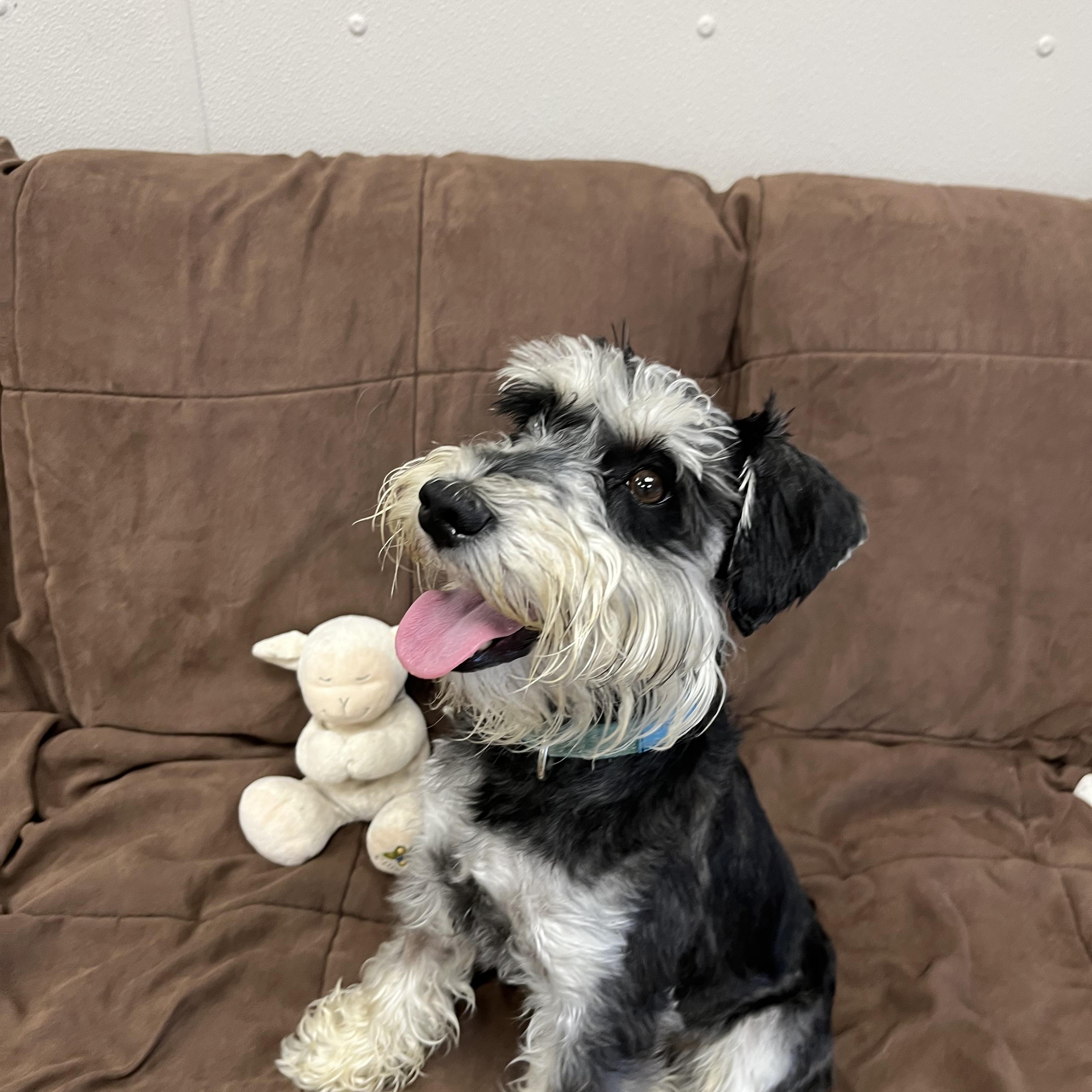 Oscar, an adopted Miniature Schnauzer in Farmington, MO image 3/4