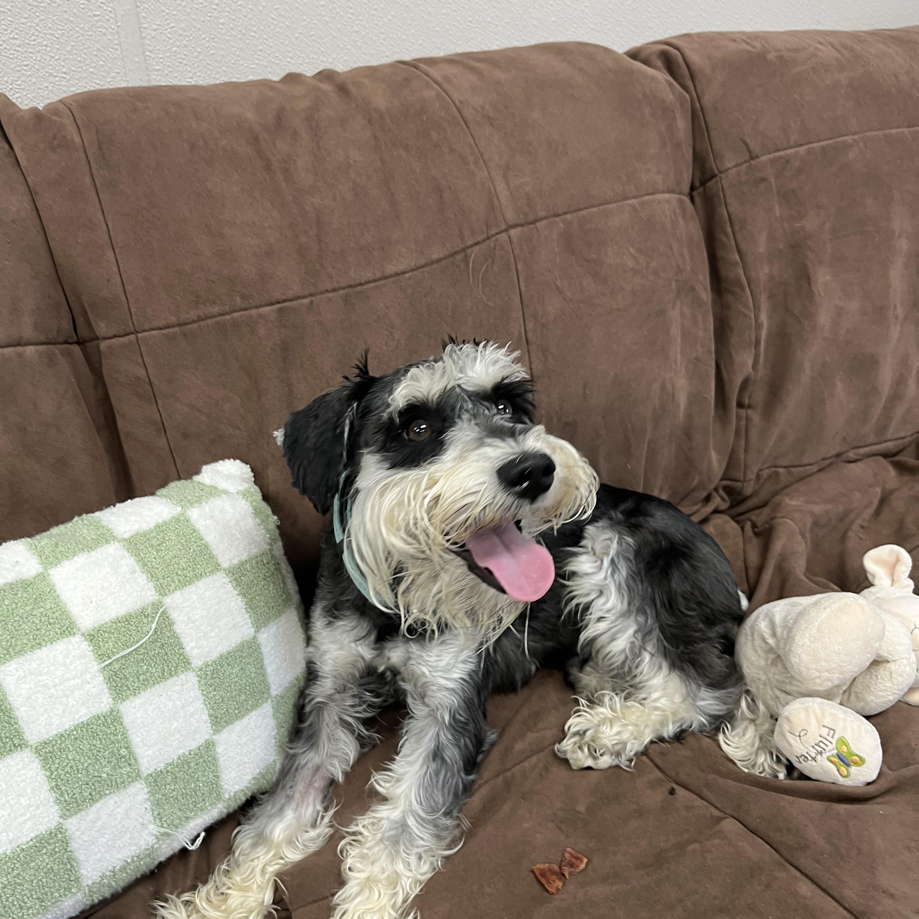 Oscar, an adopted Miniature Schnauzer in Farmington, MO image 2/4