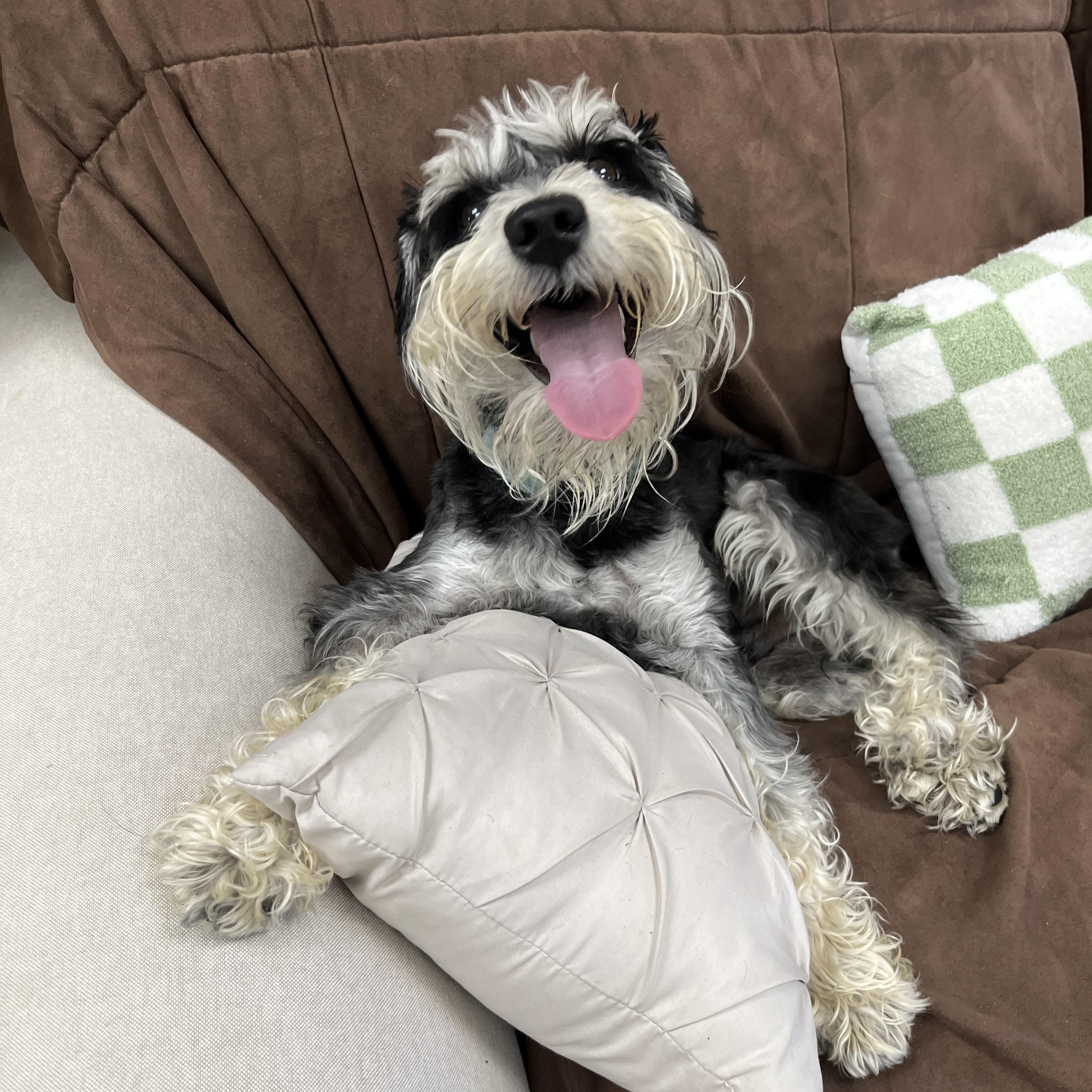 Oscar, adopted, Young Male Miniature Schnauzer.