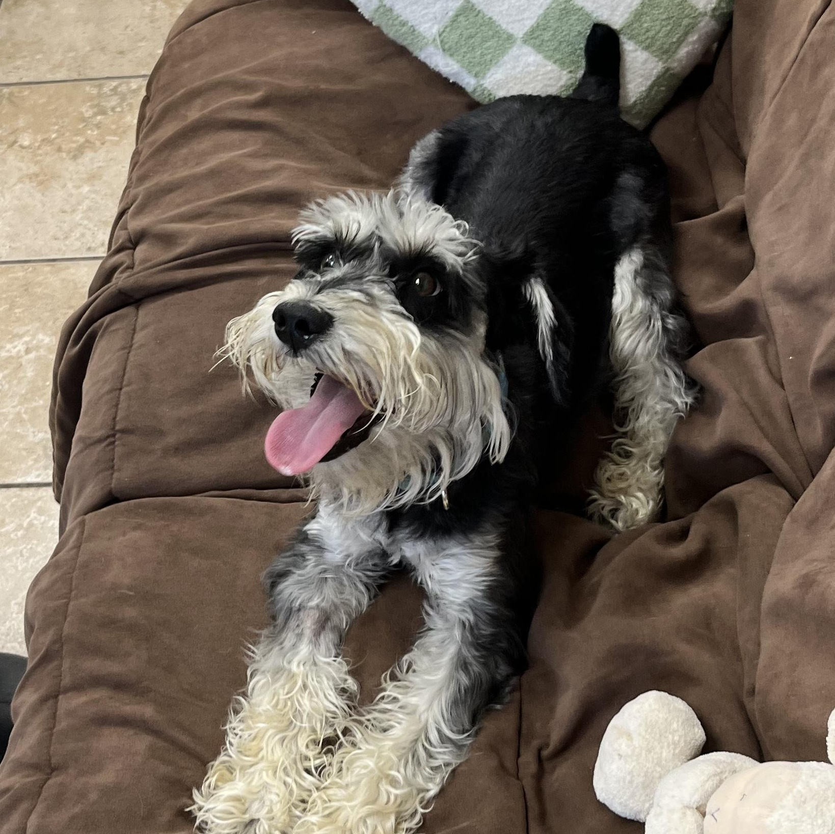 Oscar, an adopted Miniature Schnauzer in Farmington, MO image 4/4