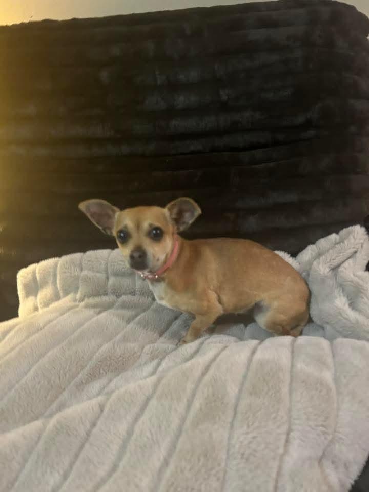 Enlarge Princess Peaches, a Adoptable mixed breed in Parker, CO image 2/4