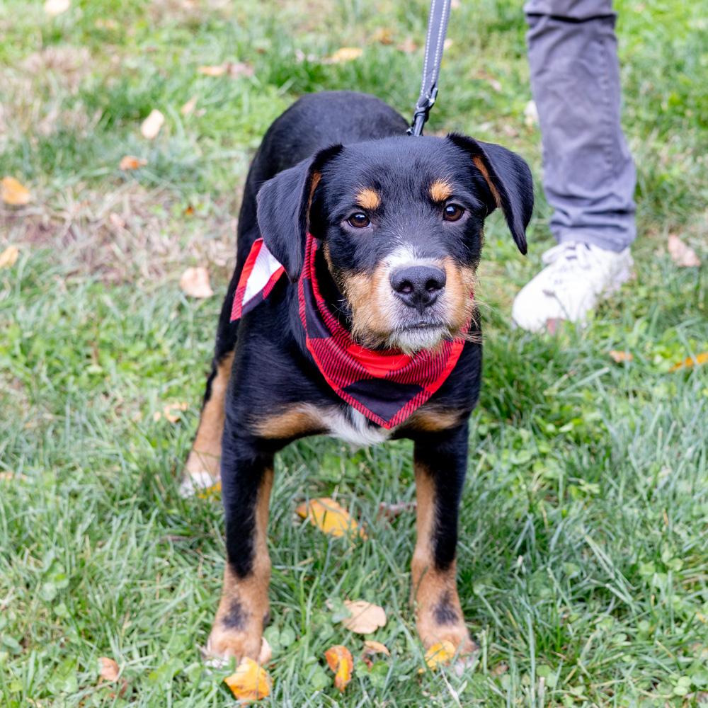 Jessie  (Male)     Avail  11/1