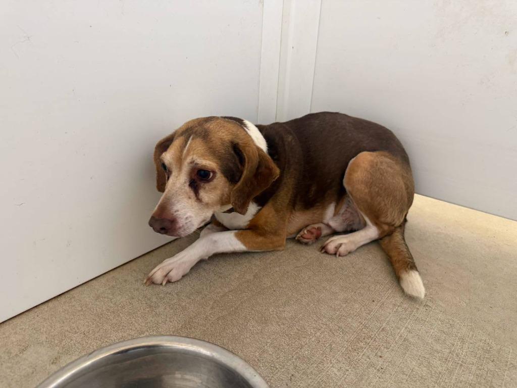 Mo, Adopted, Senior Male Beagle & Chihuahua.