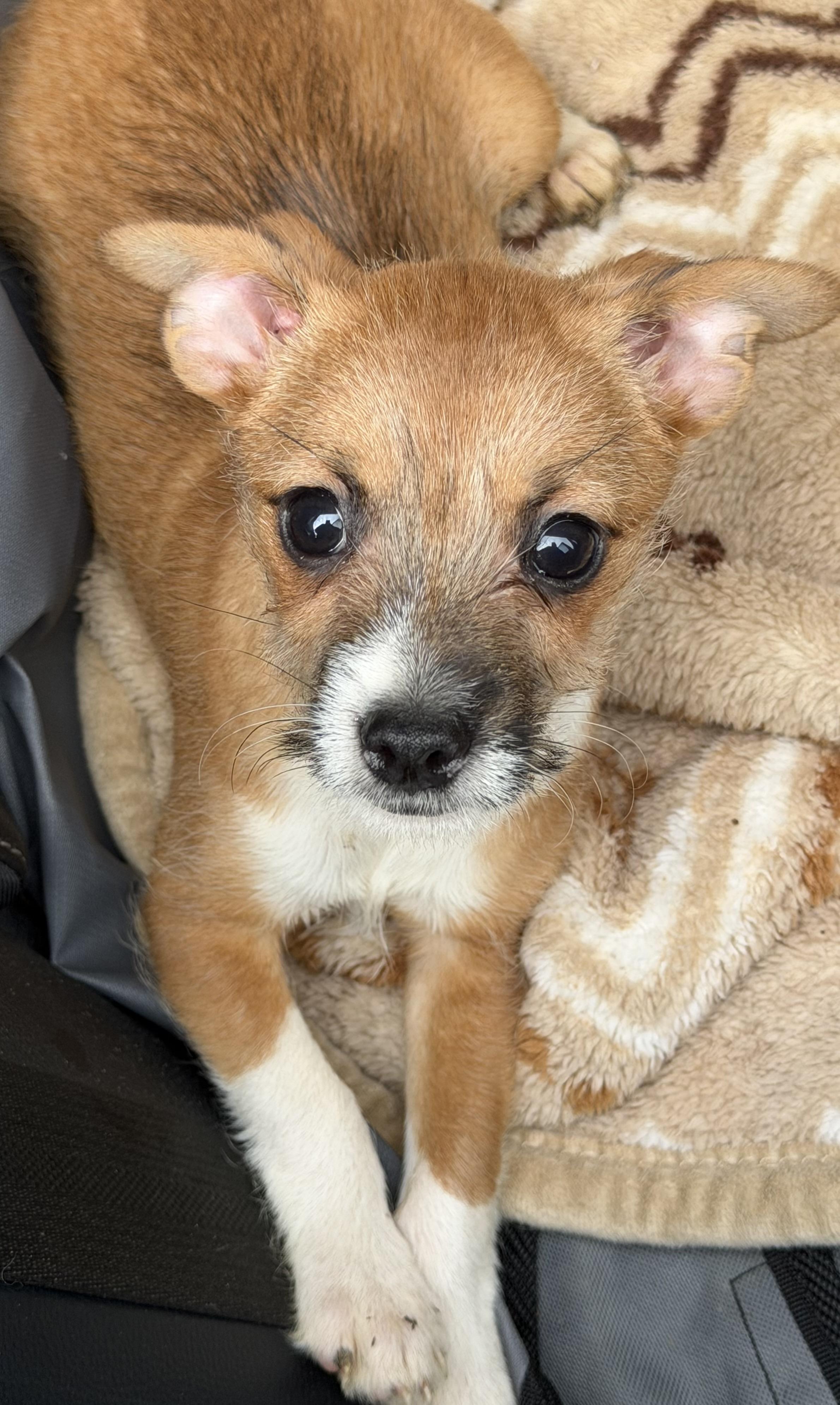 Rex, a Adoptable mixed breed in Yuba City, CA image 1/4