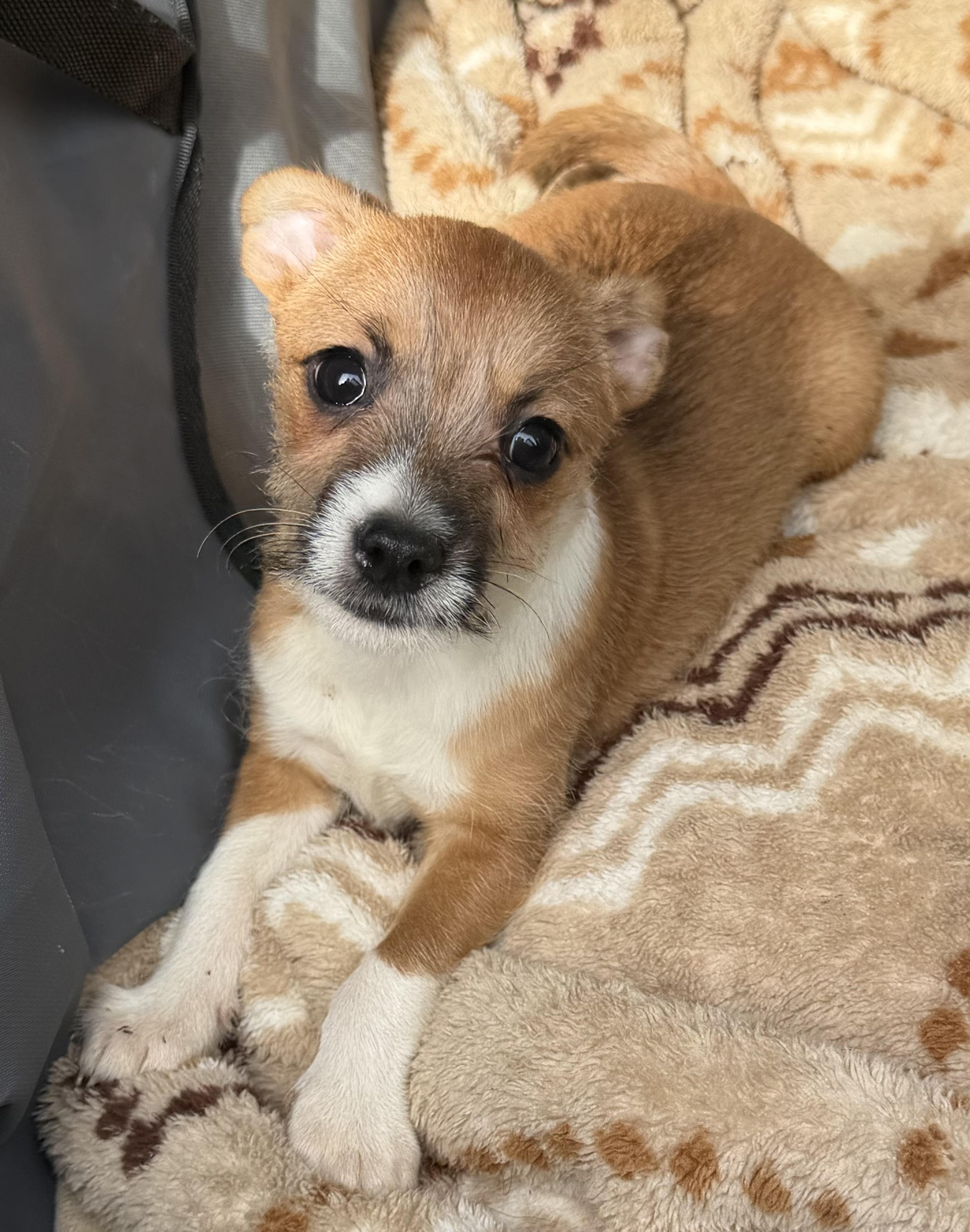 Rex, a Adoptable mixed breed in Yuba City, CA image 3/4