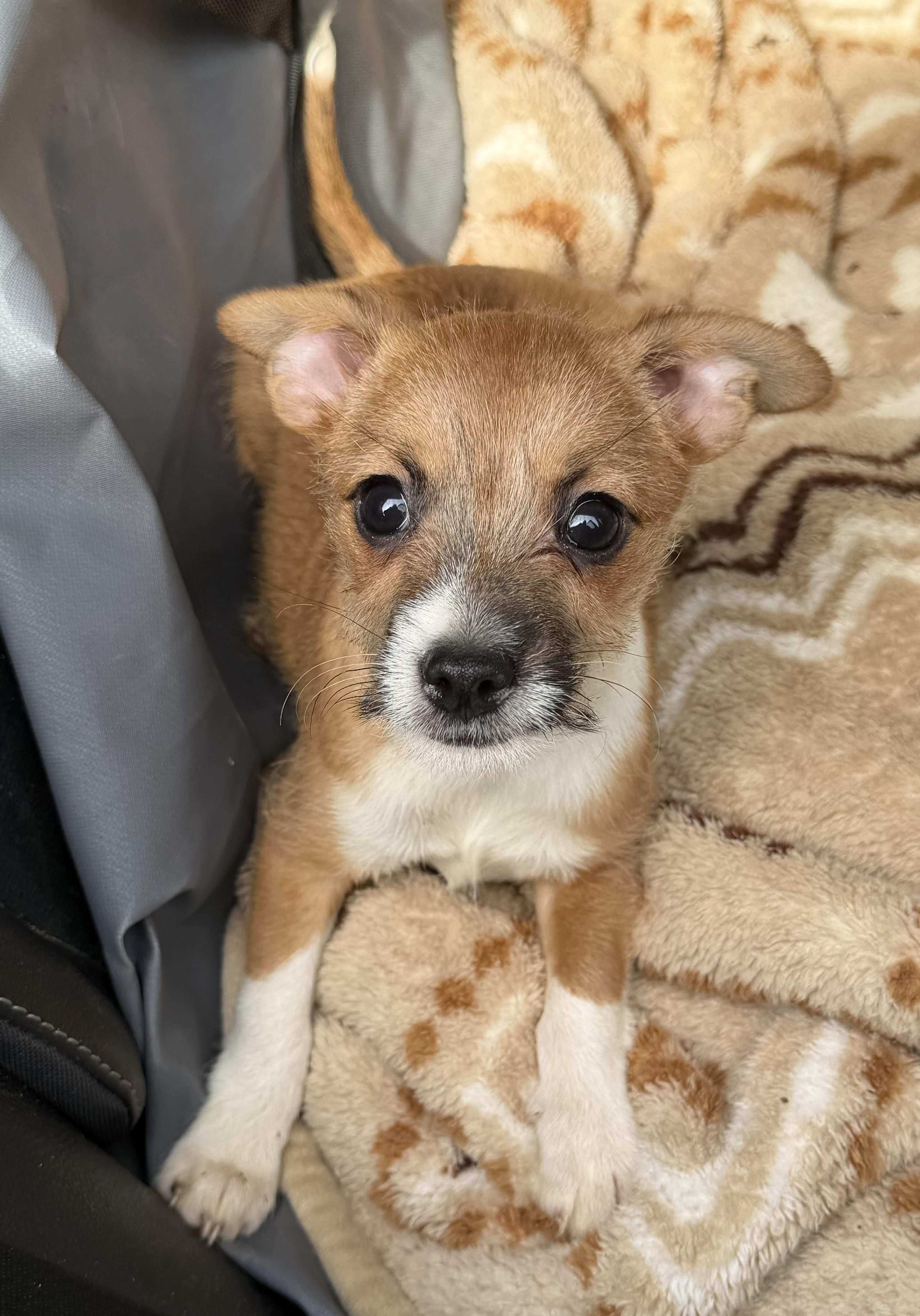 Rex, a Adoptable mixed breed in Yuba City, CA image 2/4