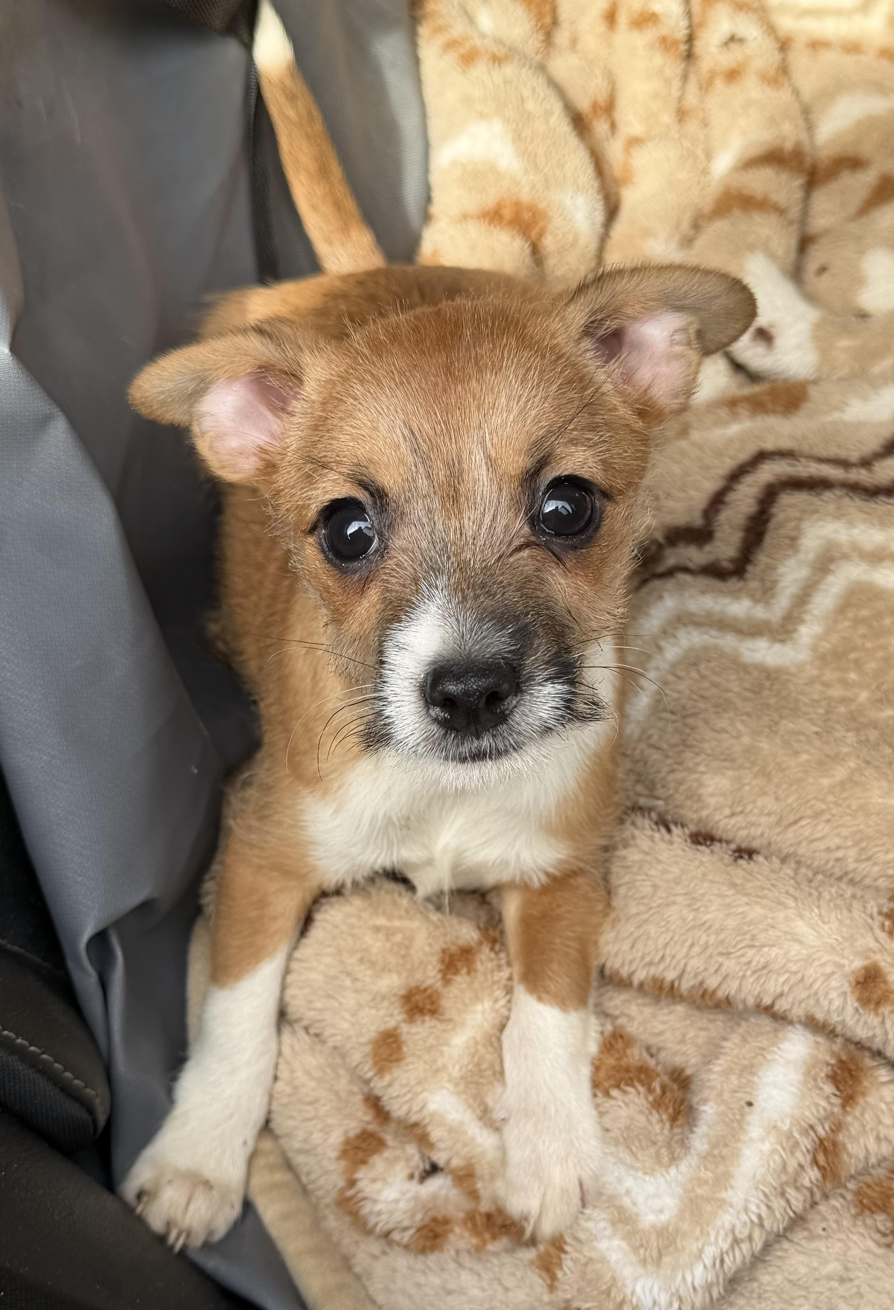 Rex, a Adoptable mixed breed in Yuba City, CA image 4/4