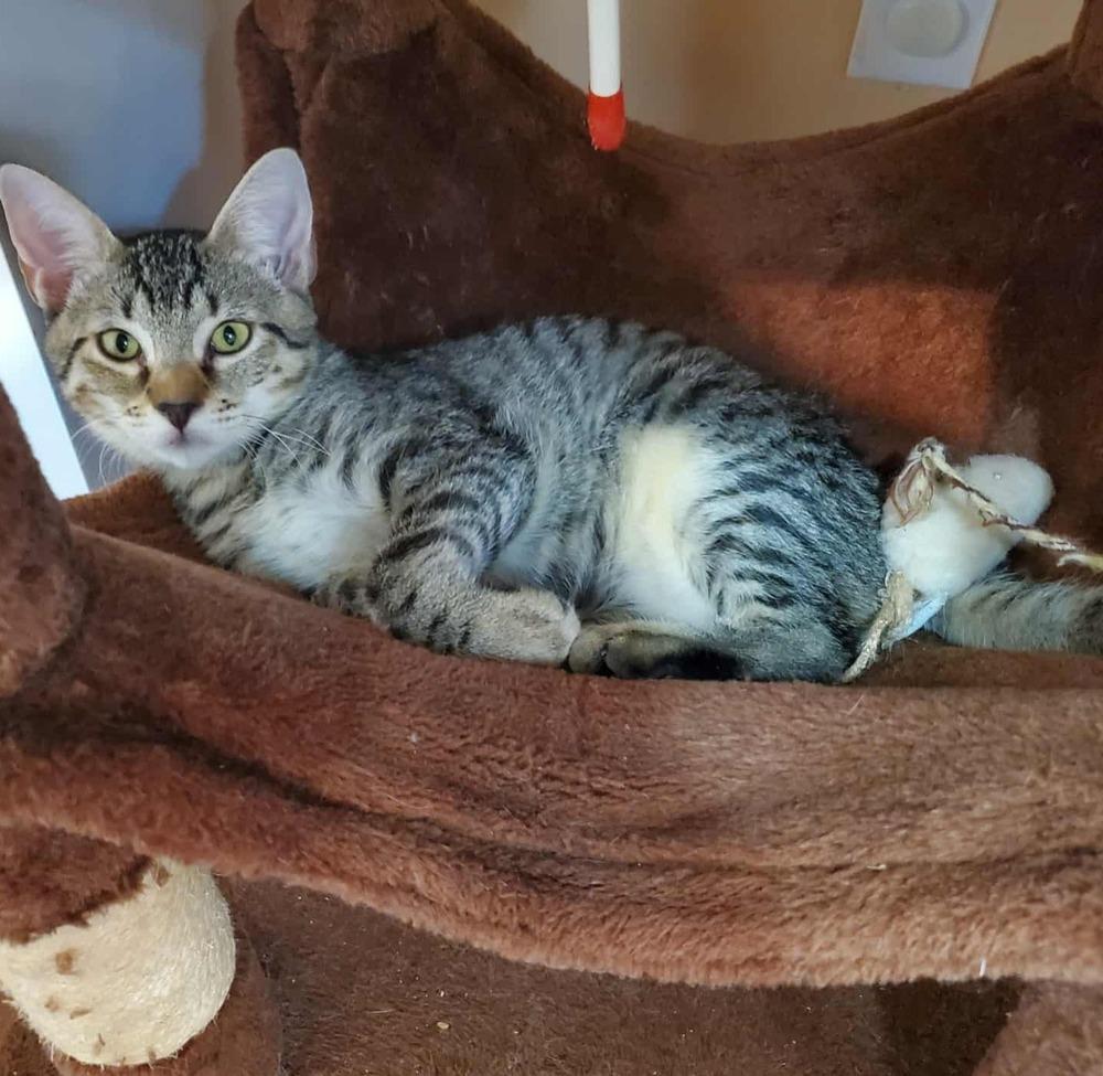 Whimberly, Adoptable, Kitten Male Domestic Short Hair.