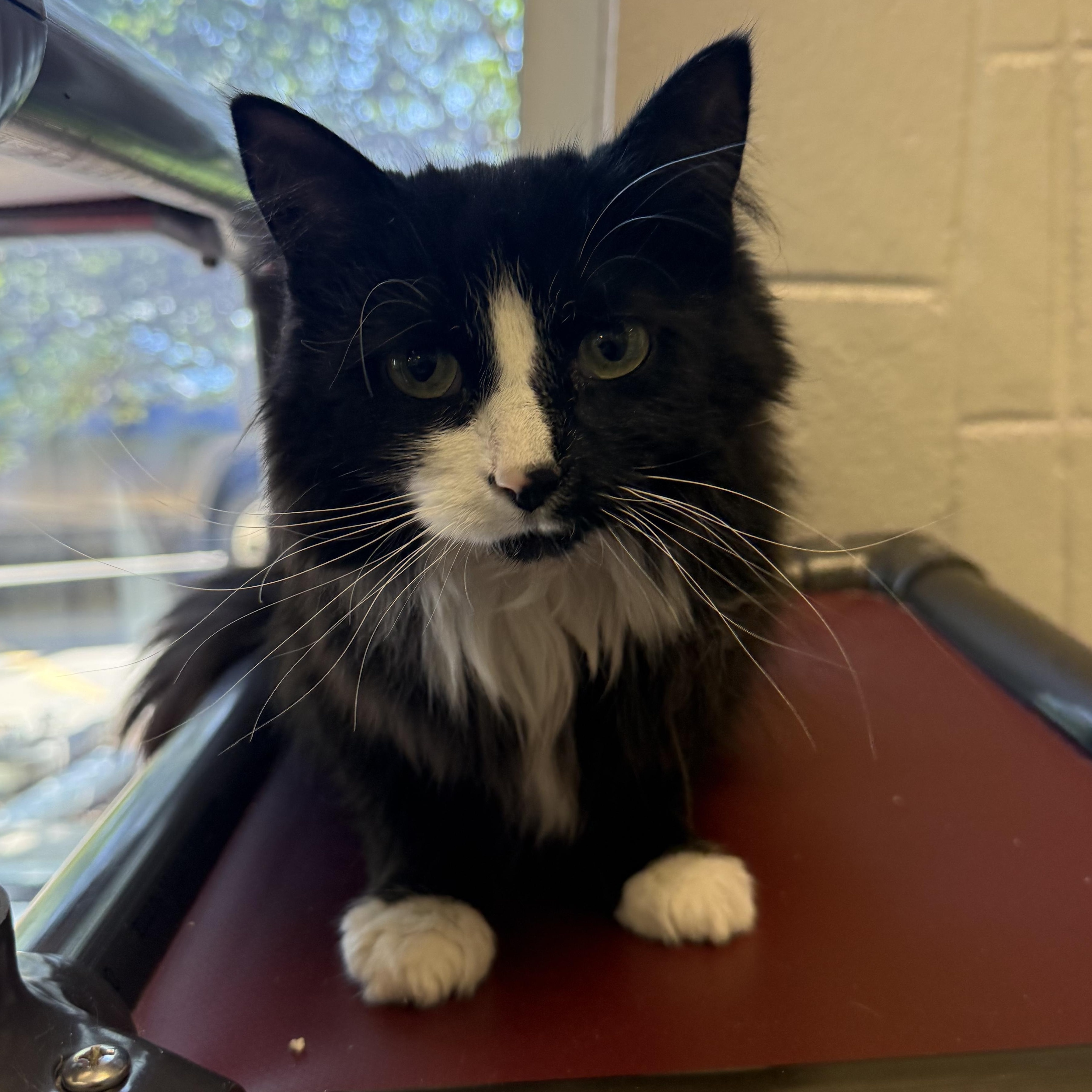 Enlarge Sloan, a ADOPTABLE Domestic Long Hair in Kearney, NE image 1/2