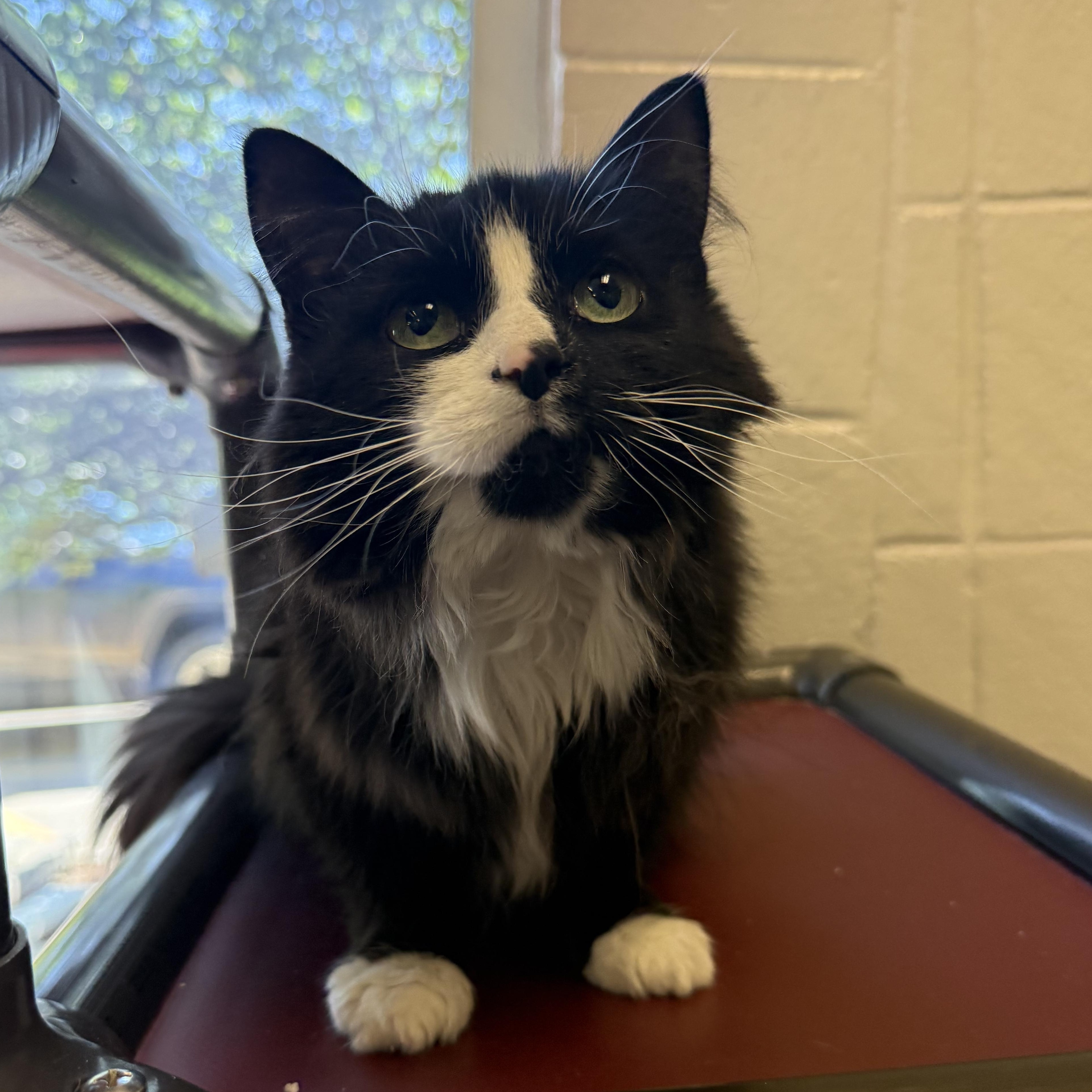 Enlarge Sloan, a ADOPTABLE Domestic Long Hair in Kearney, NE image 2/2