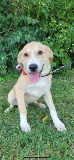 Enlarge BEAN!!, a Adoptable mixed breed in Owensboro, KY image 1/6