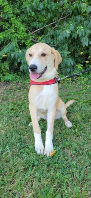 Enlarge BEAN!!, a Adoptable mixed breed in Owensboro, KY image 2/6