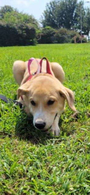 Enlarge BEAN!!, a Adoptable mixed breed in Owensboro, KY image 3/6