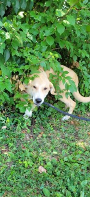 Enlarge BEAN!!, a Adoptable mixed breed in Owensboro, KY image 4/6