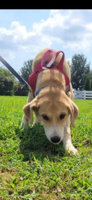 Enlarge BEAN!!, a Adoptable mixed breed in Owensboro, KY image 5/6
