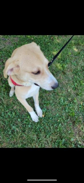 Enlarge BEAN!!, a Adoptable mixed breed in Owensboro, KY image 6/6