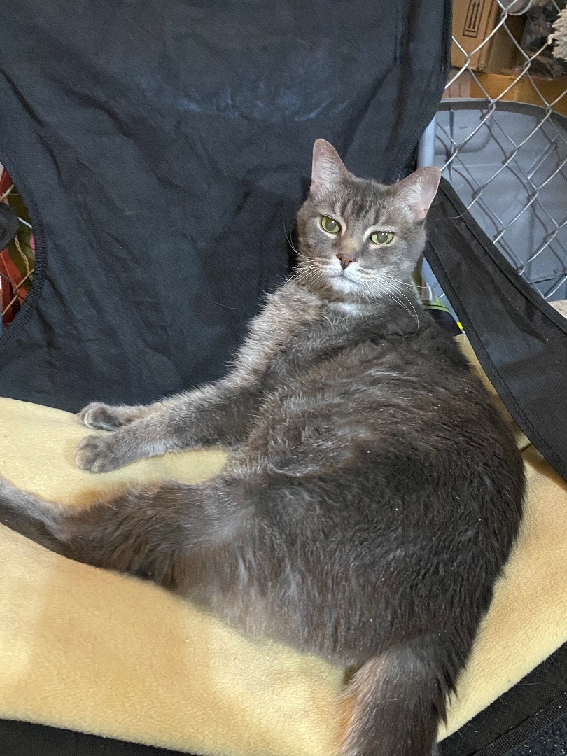 Smoke, Adopted, Senior Male Domestic Short Hair.