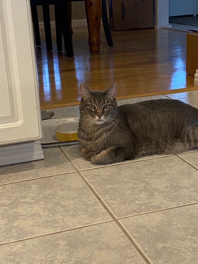 Enlarge Smoke, a Adopted Domestic Short Hair in Okanogan, WA image 2/6