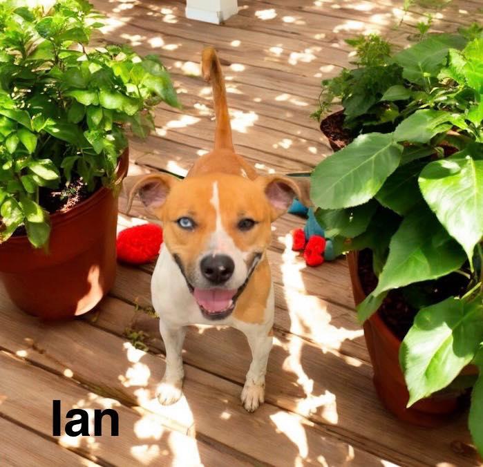 Ian
