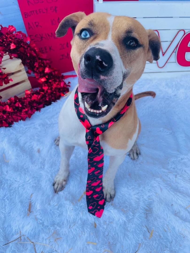 Dog for adoption Ian, a Catahoula Leopard Dog in Winter haven, FL