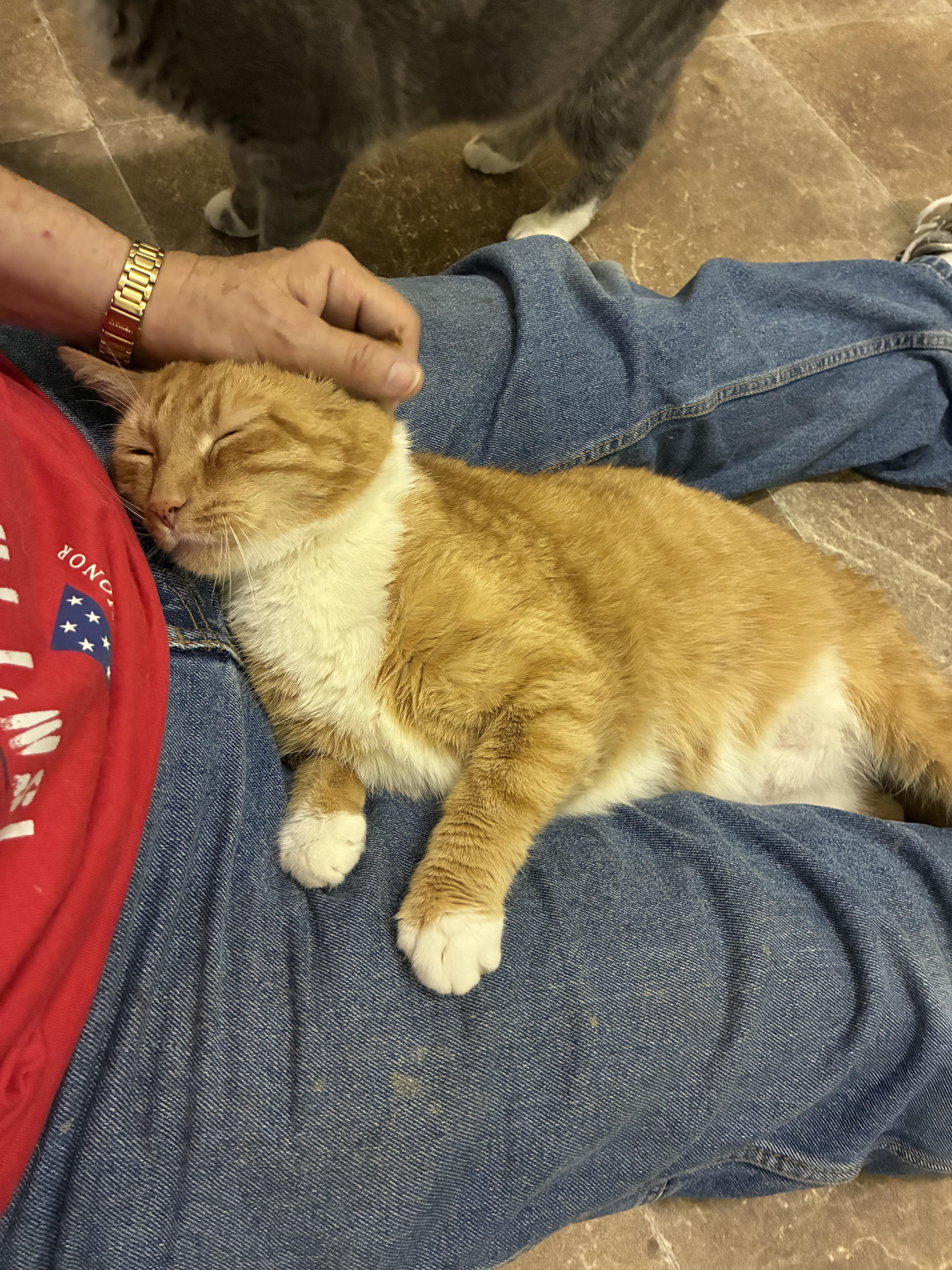 MITTENS, a ADOPTABLE Domestic Short Hair in Louisa, KY image 1/4