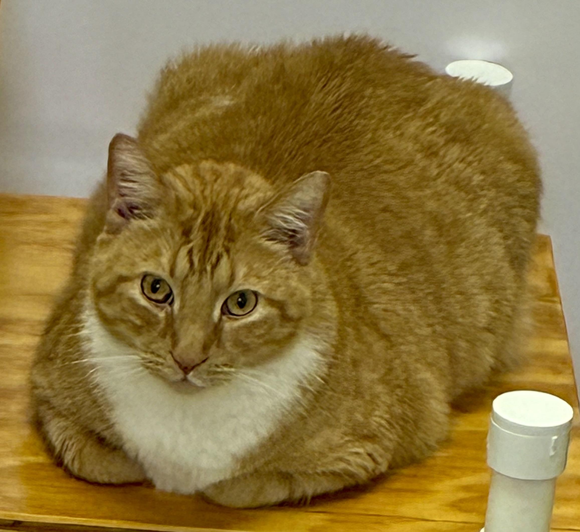 MITTENS, a ADOPTABLE Domestic Short Hair in Louisa, KY image 2/4