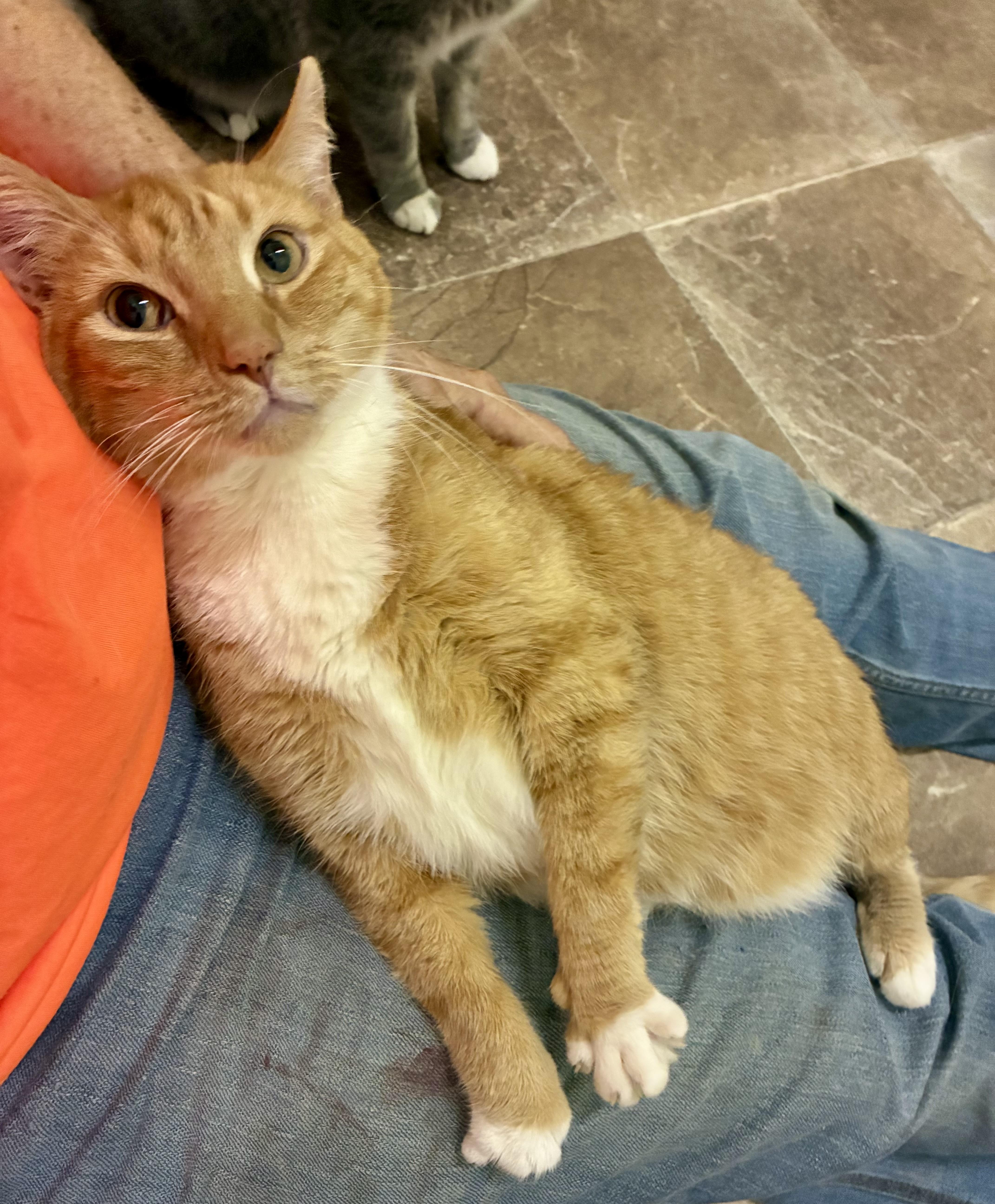 MITTENS, a ADOPTABLE Domestic Short Hair in Louisa, KY image 4/4