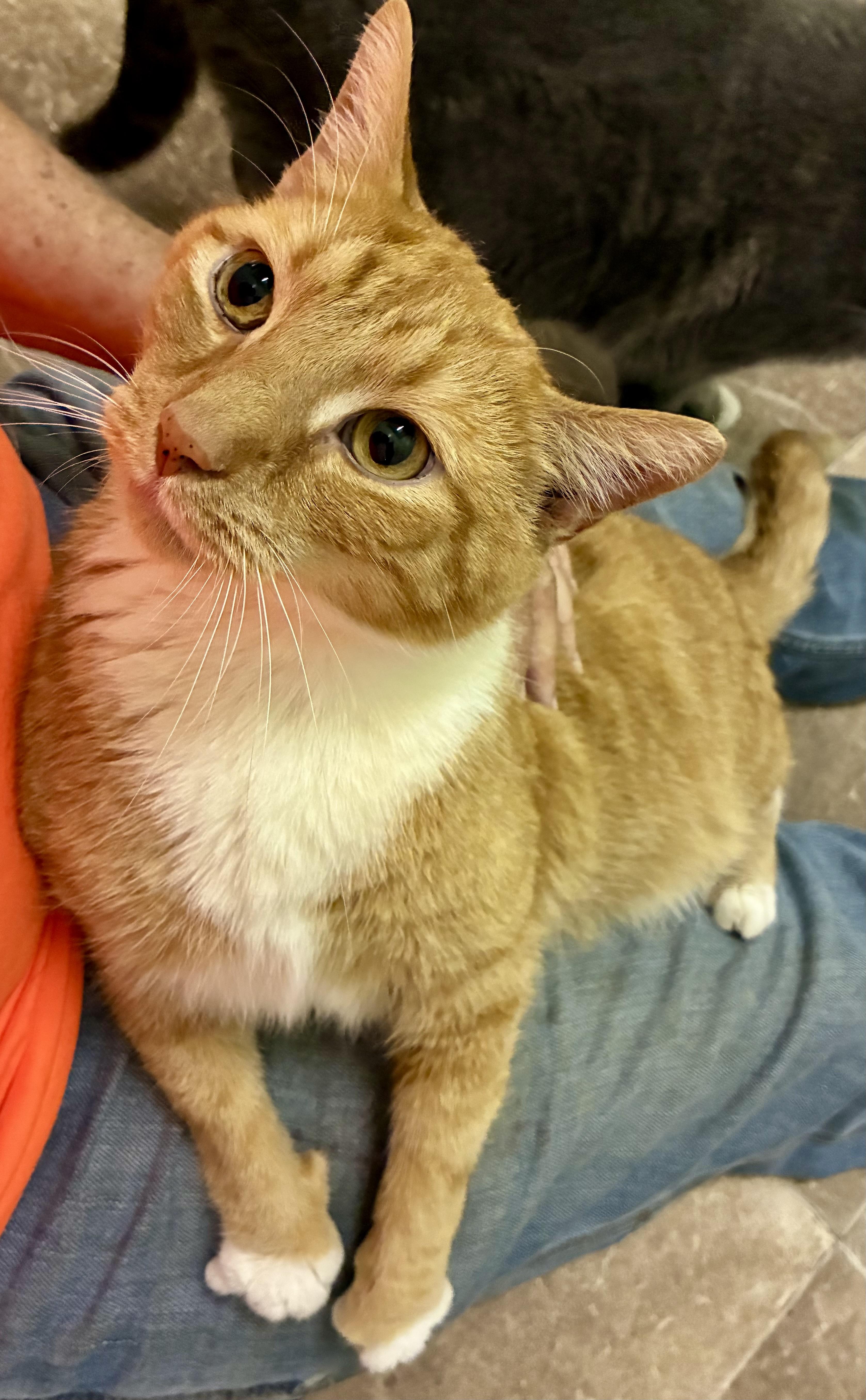 MITTENS, a ADOPTABLE Domestic Short Hair in Louisa, KY image 3/4