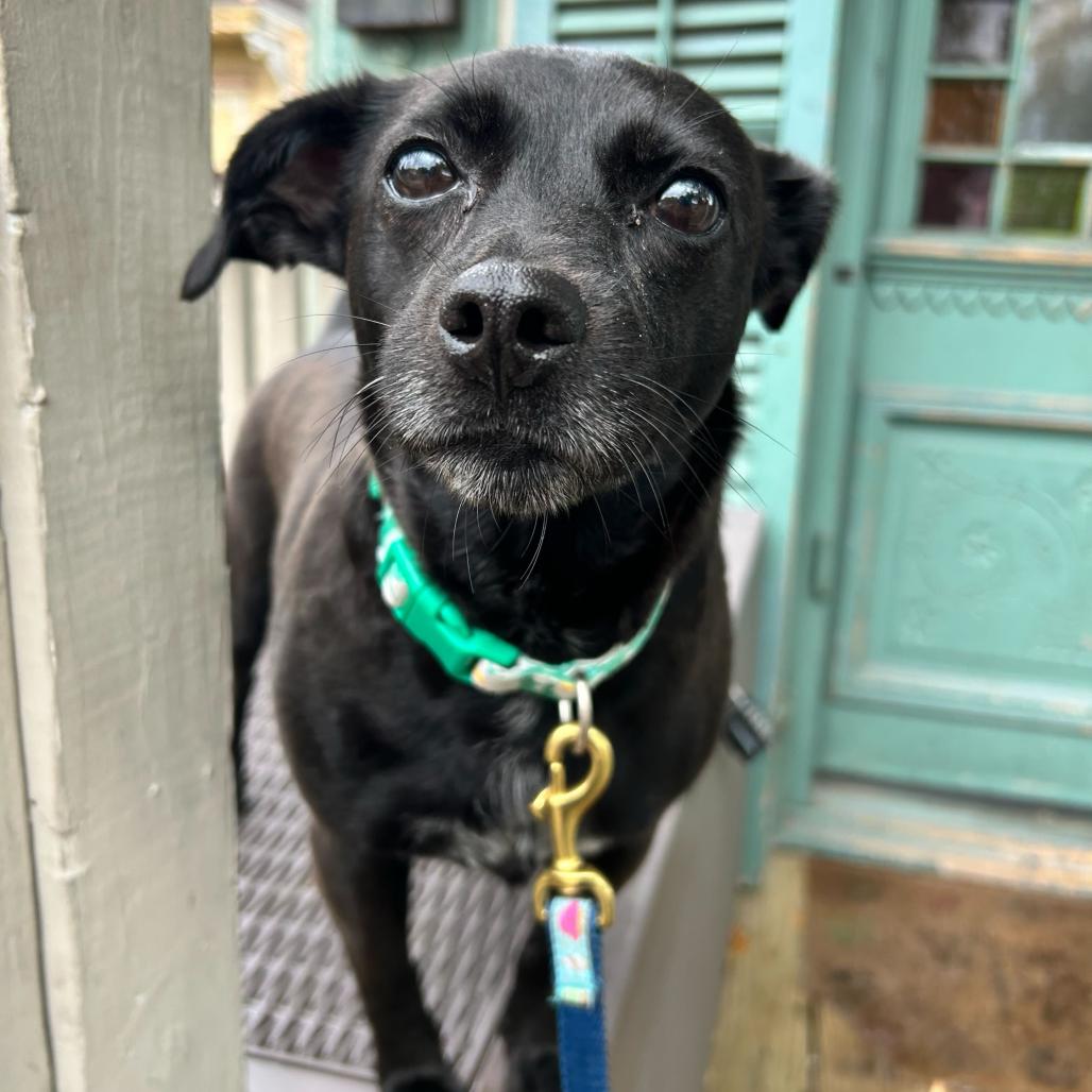 Checkers, Adoptable, Adult Female Chihuahua & Miniature Pinscher.