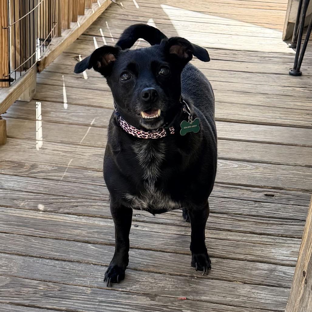 Enlarge Checkers, a Adoptable mixed breed in New Orleans, LA image 2/6