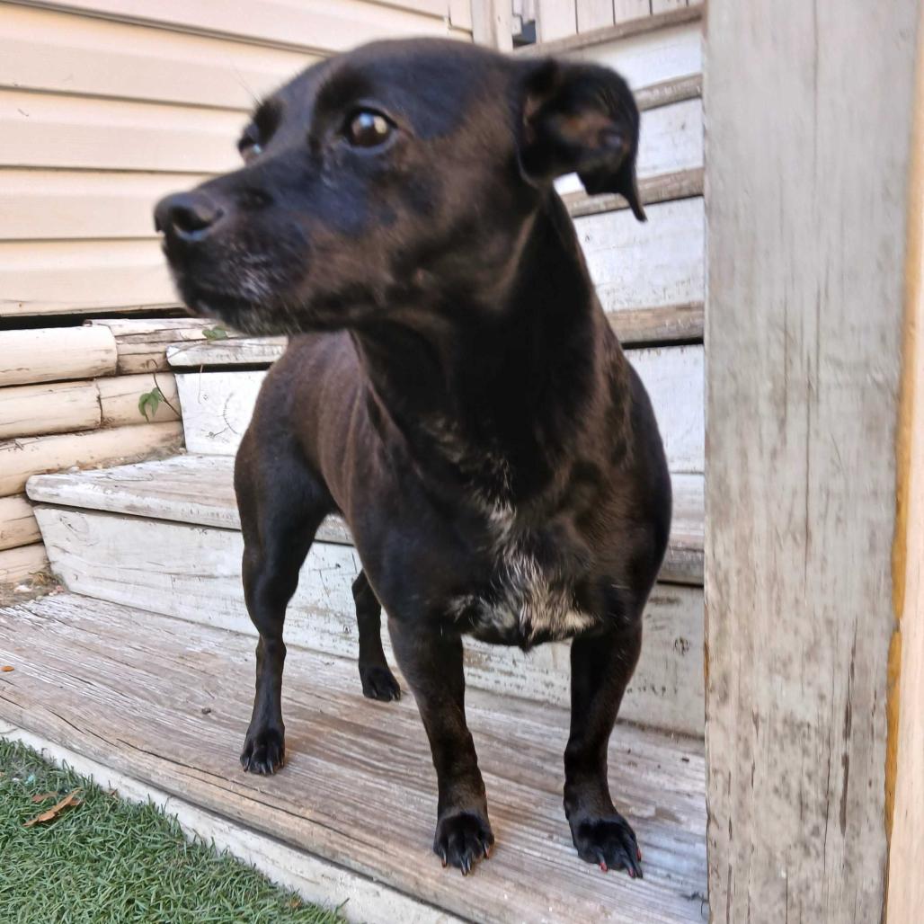 Enlarge Checkers, a Adoptable mixed breed in New Orleans, LA image 3/6