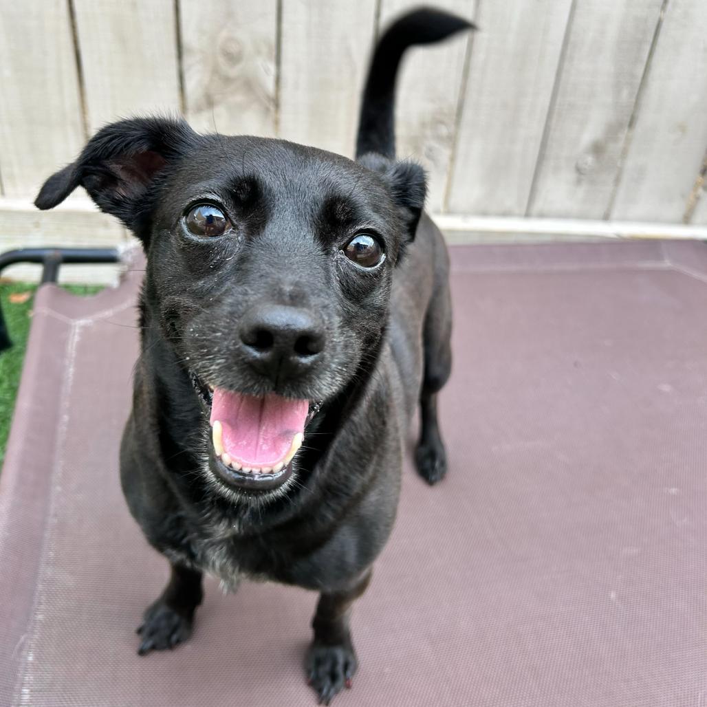 Enlarge Checkers, a Adoptable mixed breed in New Orleans, LA image 4/6