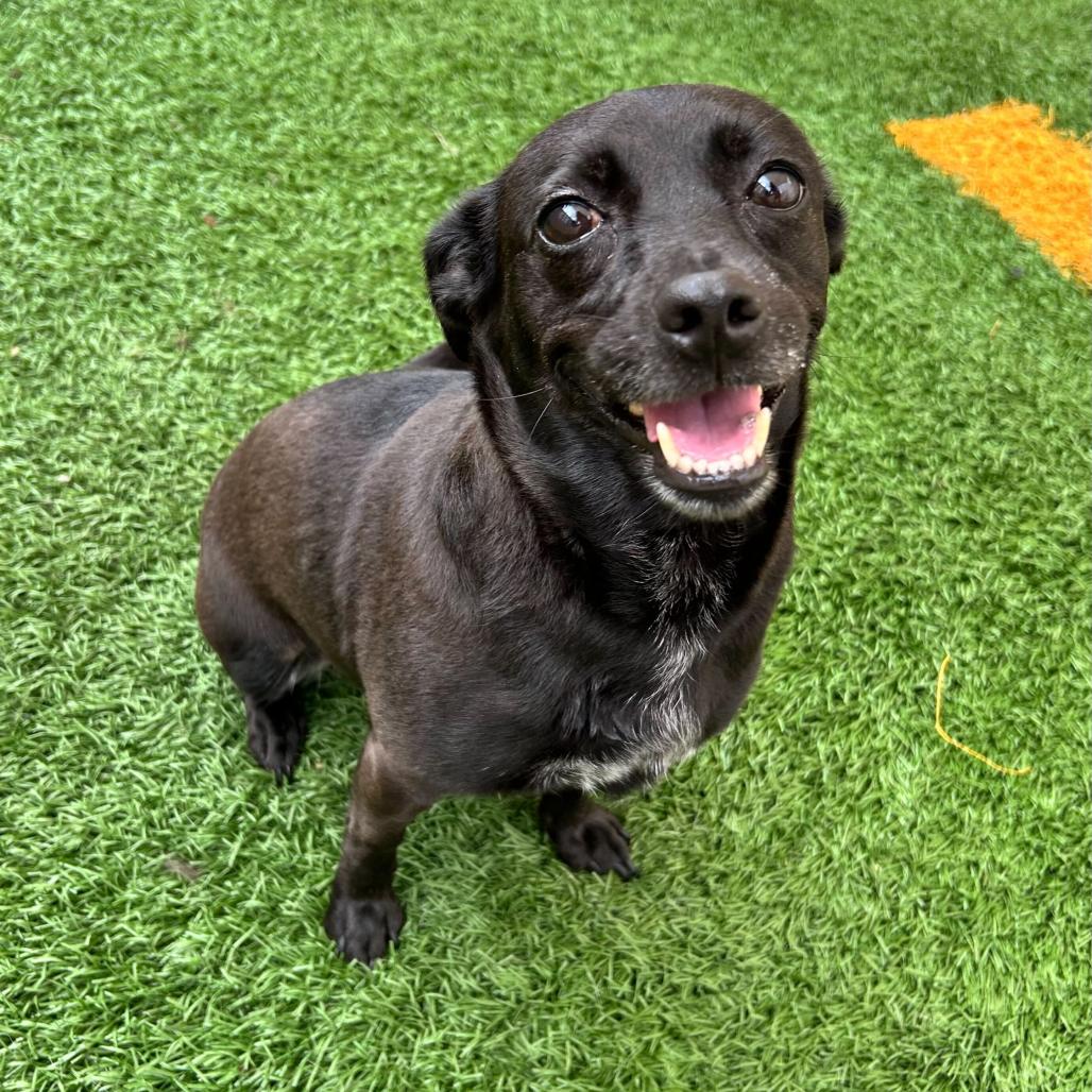 Enlarge Checkers, a Adoptable mixed breed in New Orleans, LA image 5/6