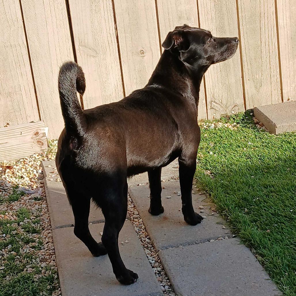 Enlarge Checkers, a Adoptable mixed breed in New Orleans, LA image 6/6
