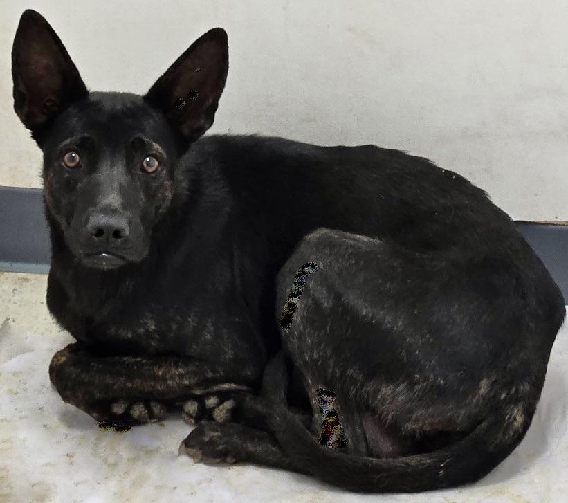 Shadow, a Adoptable mixed breed in San Luis, CO image 2/2