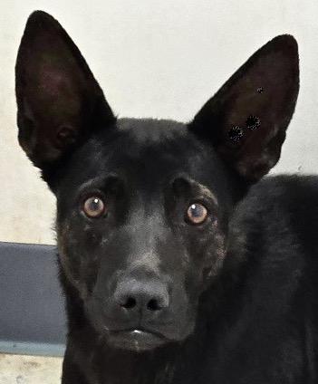 Shadow, Adoptable, Adult Female Australian Kelpie & Shepherd.