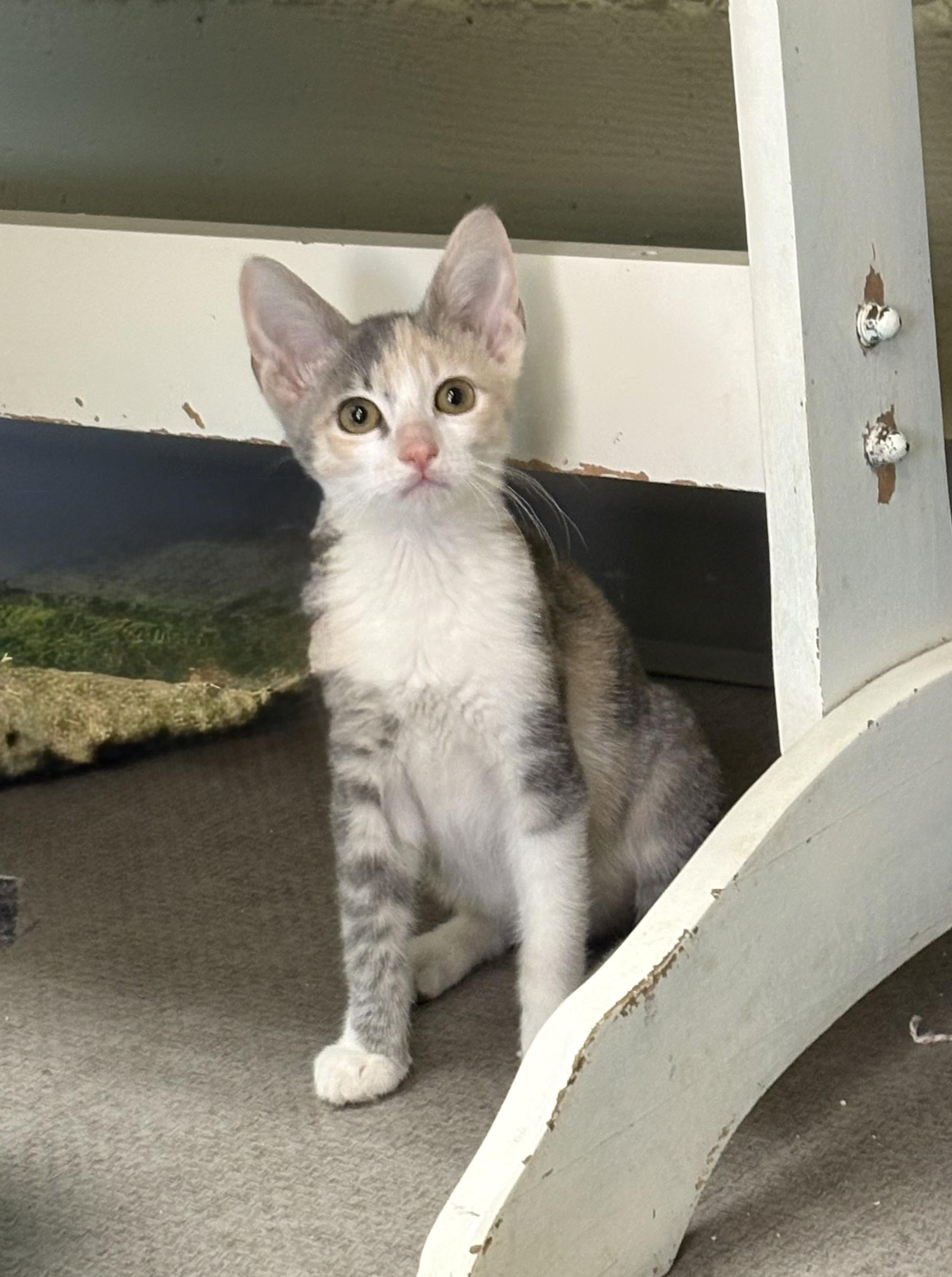 Thelma, Adoptable, Young Female Domestic Short Hair.