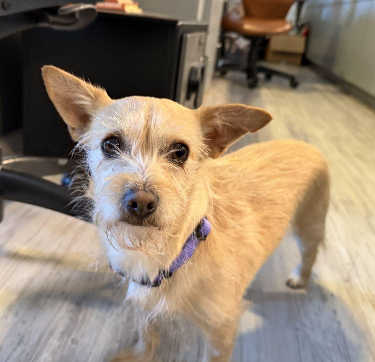 Bombon, adopted, Adult Female Terrier.