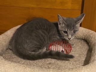 Popeye! Incredibly sweet, loving, and playful, this boy is finally ready for a home