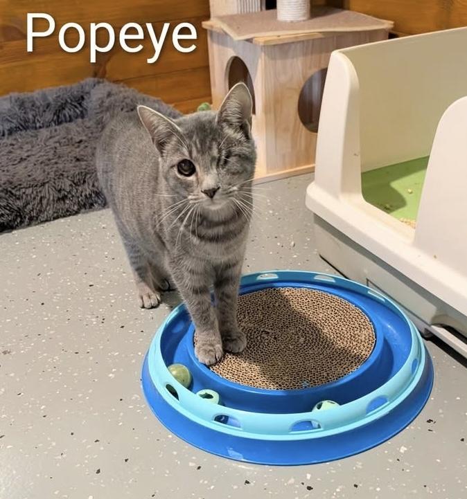 Enlarge Popeye! Incredibly sweet, loving, and playful, this boy is SO ready for a home, a Adoptable Tabby in Cary, NC image 2/4