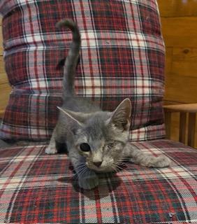 Popeye! Incredibly sweet, loving, and playful, this boy is finally ready for a home