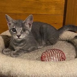 Enlarge Popeye! Incredibly sweet, loving, and playful, this boy is SO ready for a home, a Adoptable Tabby in Cary, NC image 3/4